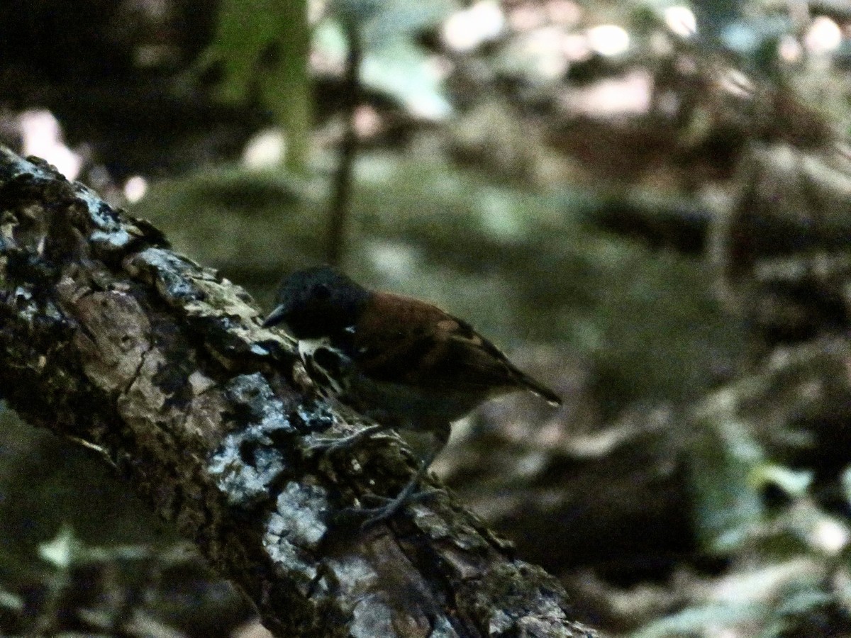 Spotted Antbird - ML614724608