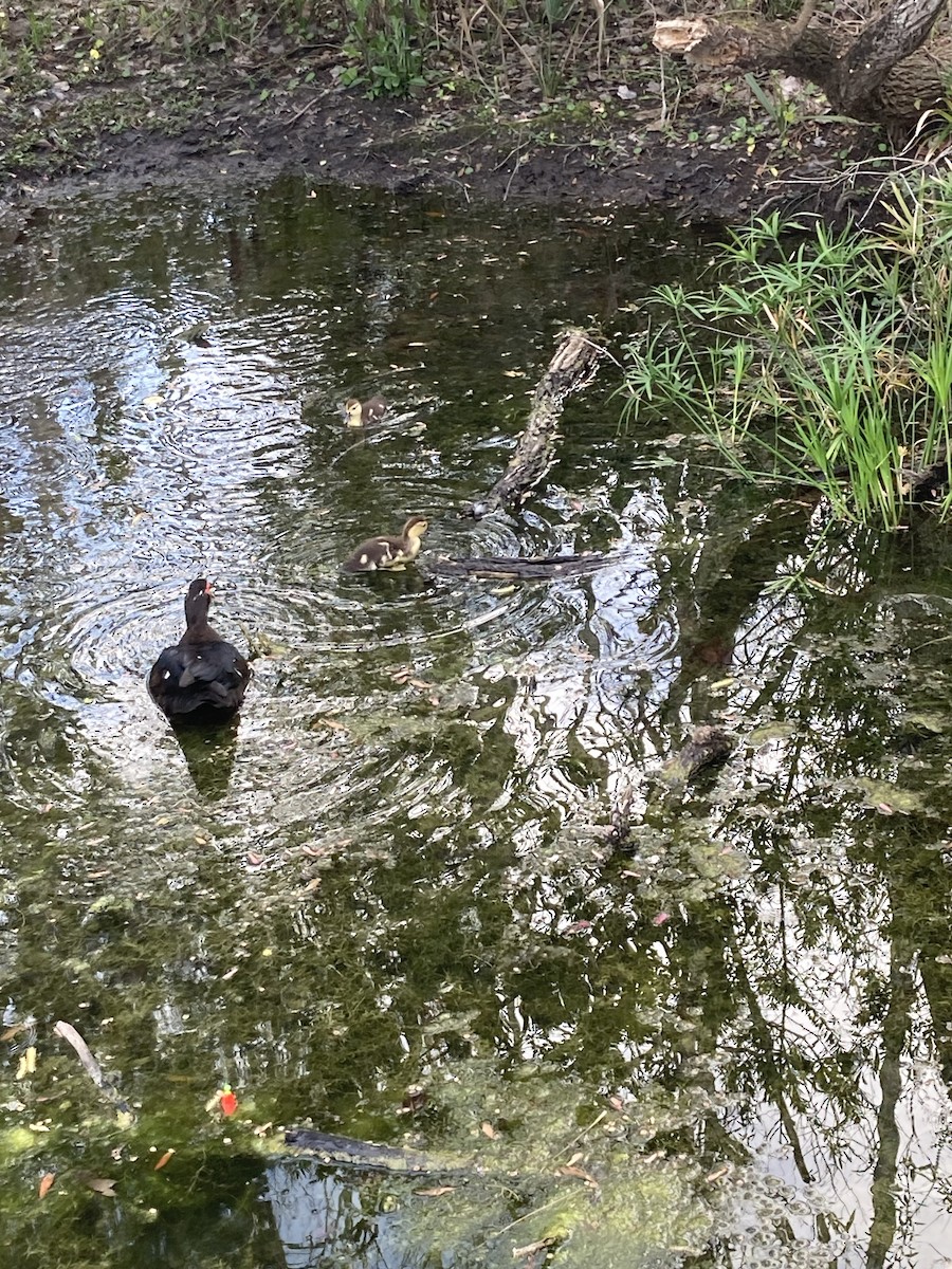 Muscovy Duck (Domestic type) - ML614724623