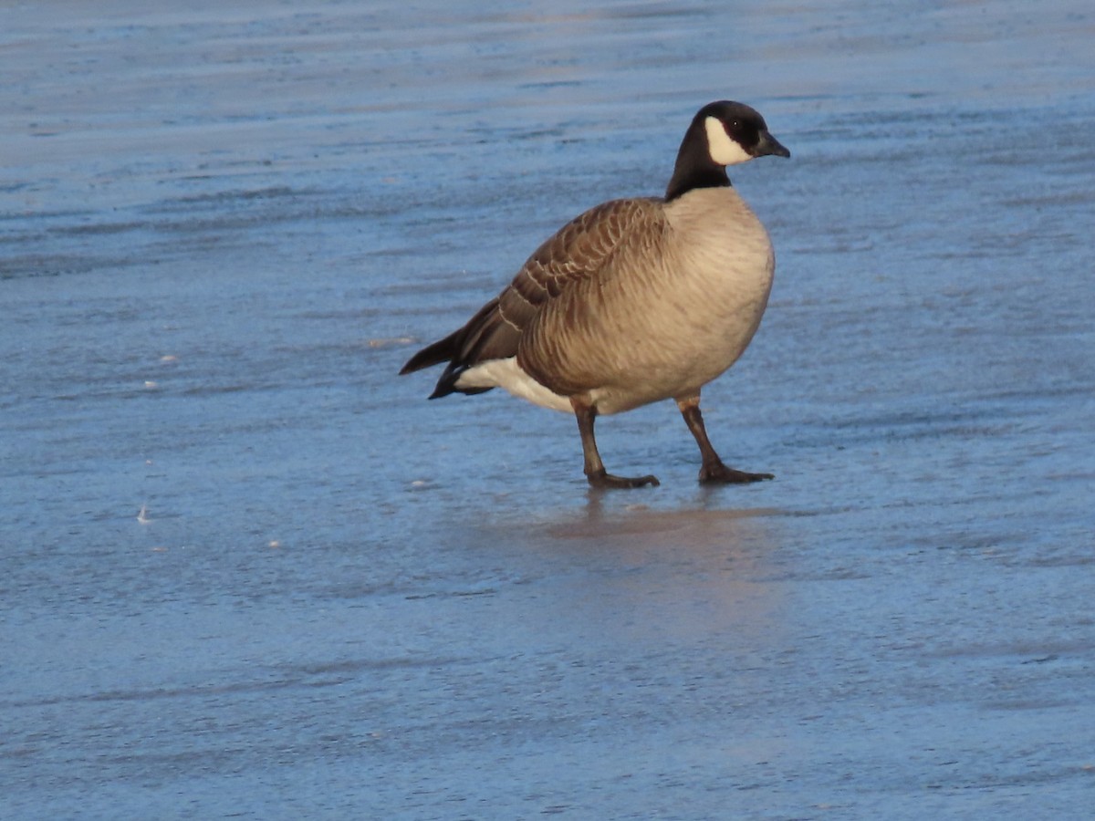 Cackling Goose - ML614724757