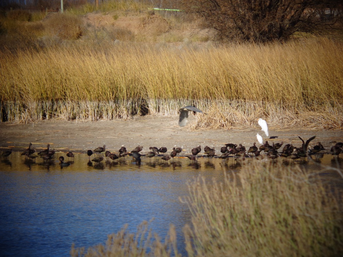 White-faced Ibis - Tiziano Luka