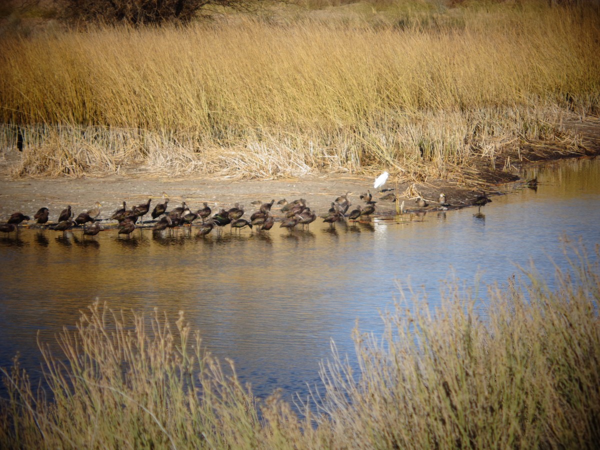 White-faced Ibis - ML614724827