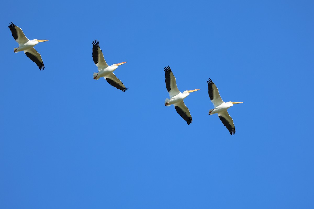 American White Pelican - ML614724842