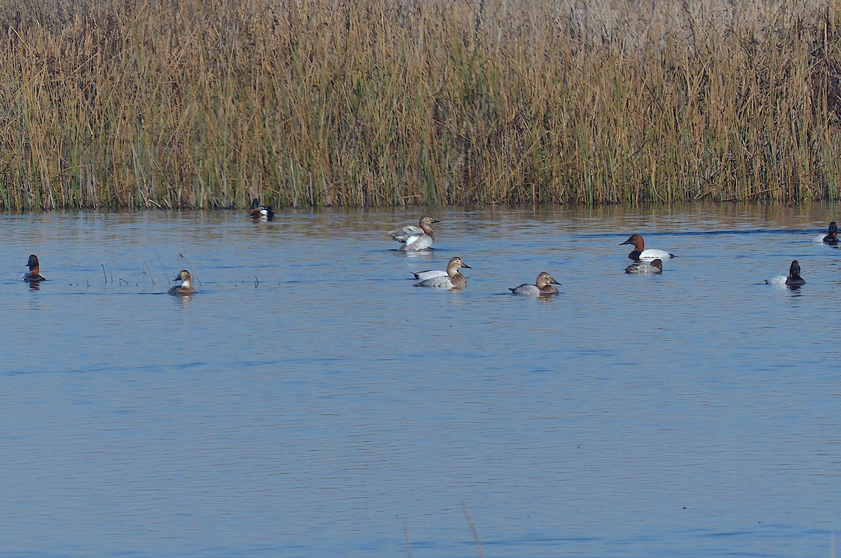 Canvasback - D Krajnovich