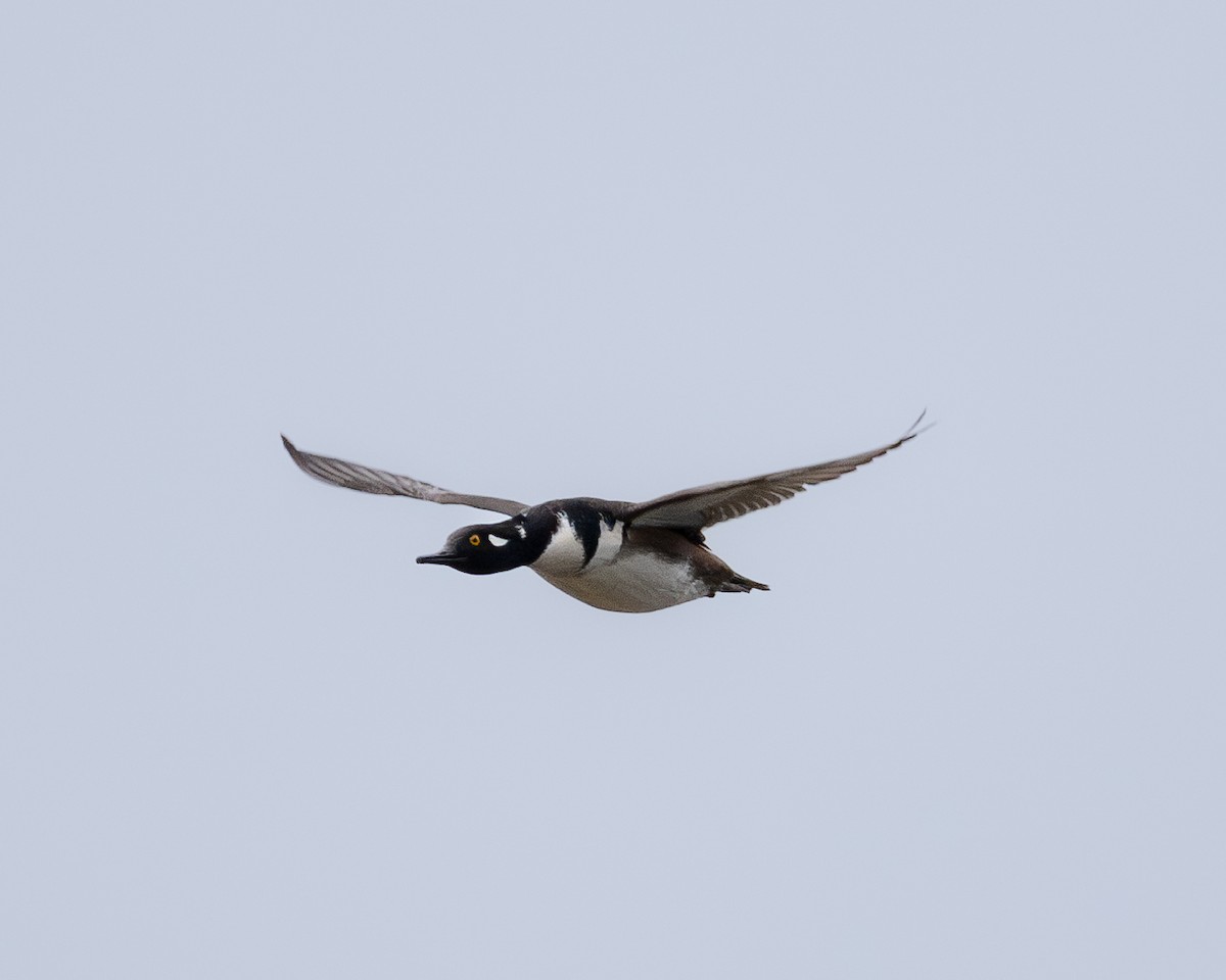 Hooded Merganser - ML614724901