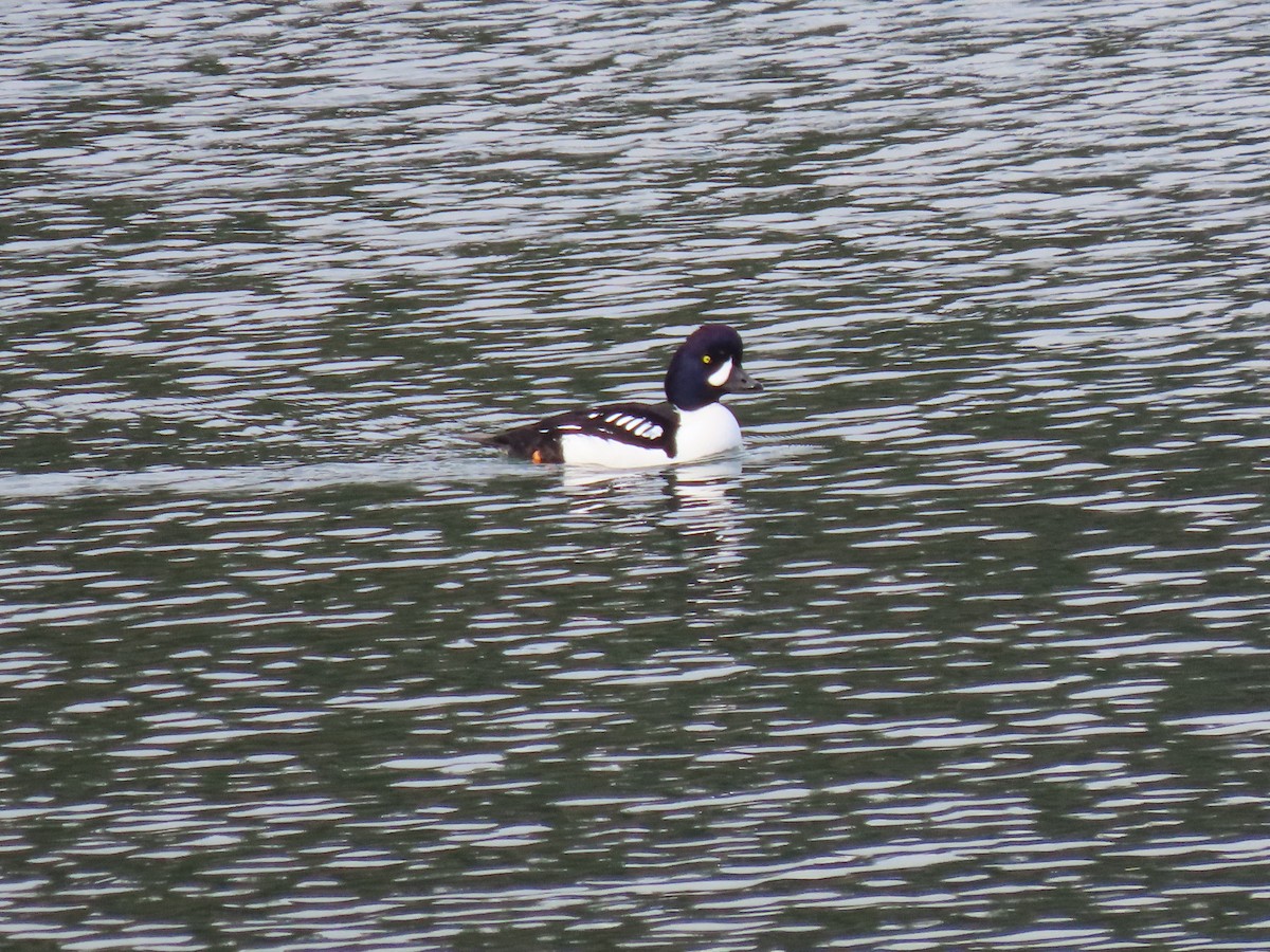 Barrow's Goldeneye - ML614724934