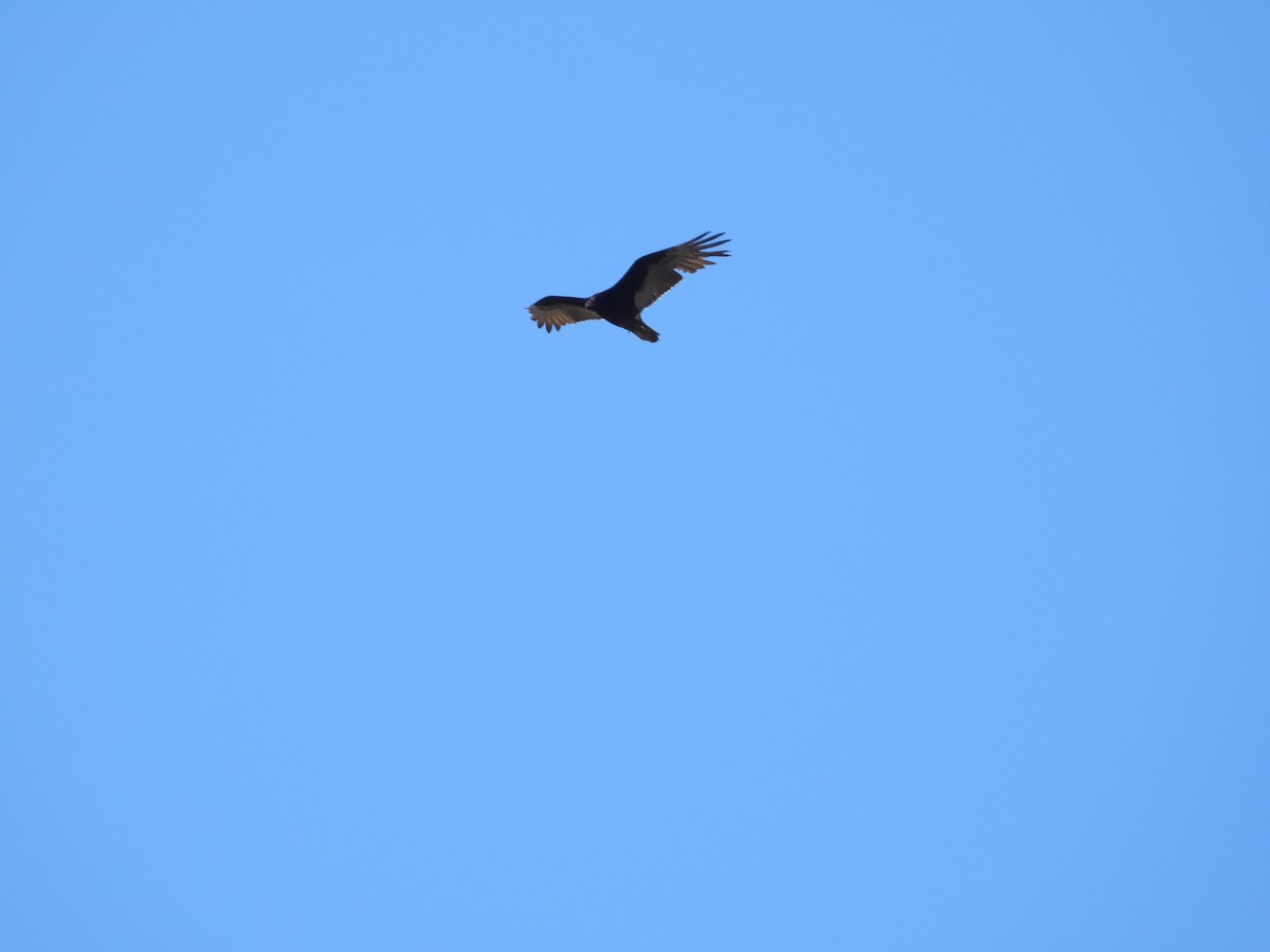 Turkey Vulture - ML614724997