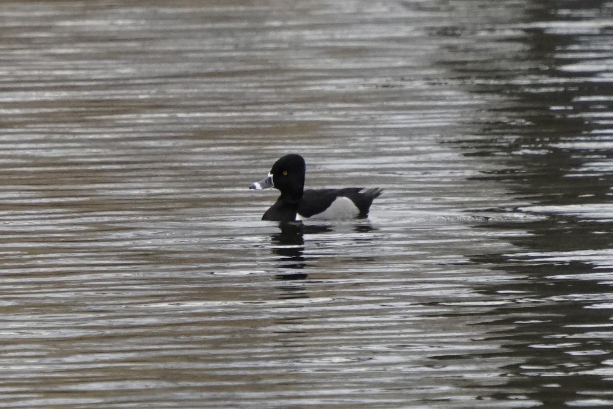 Ring-necked Duck - ML614725050