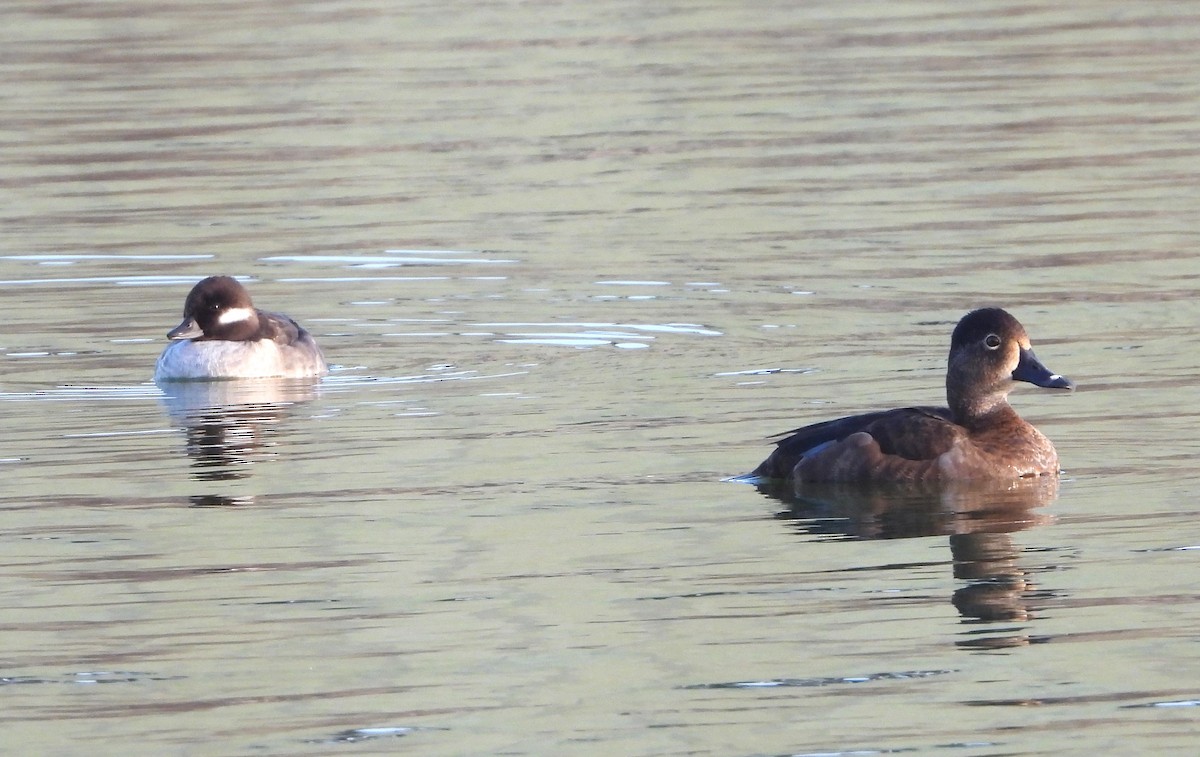 Bufflehead - ML614725074