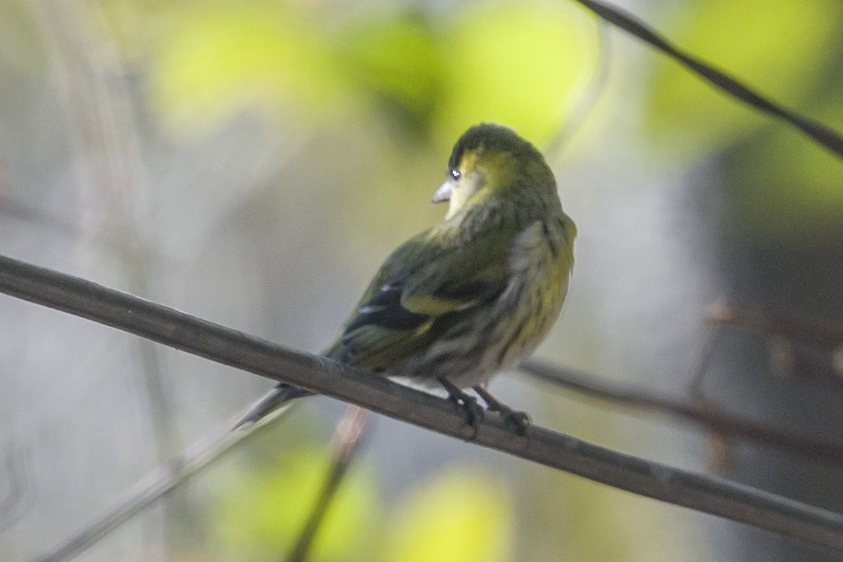 Eurasian Siskin - ML614725110