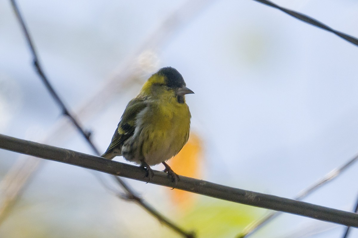 Eurasian Siskin - Kannan AS