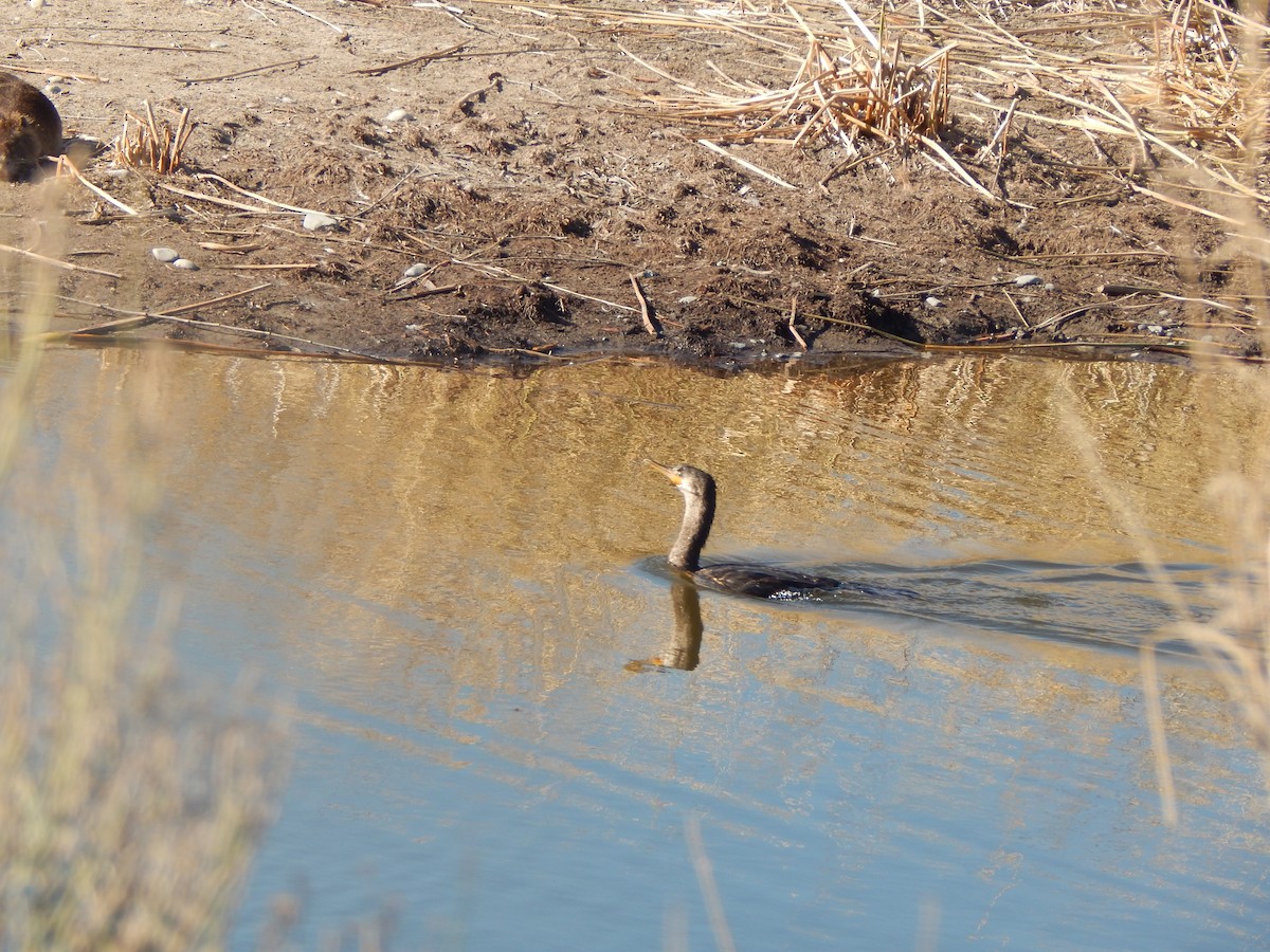 Neotropic Cormorant - ML614725134