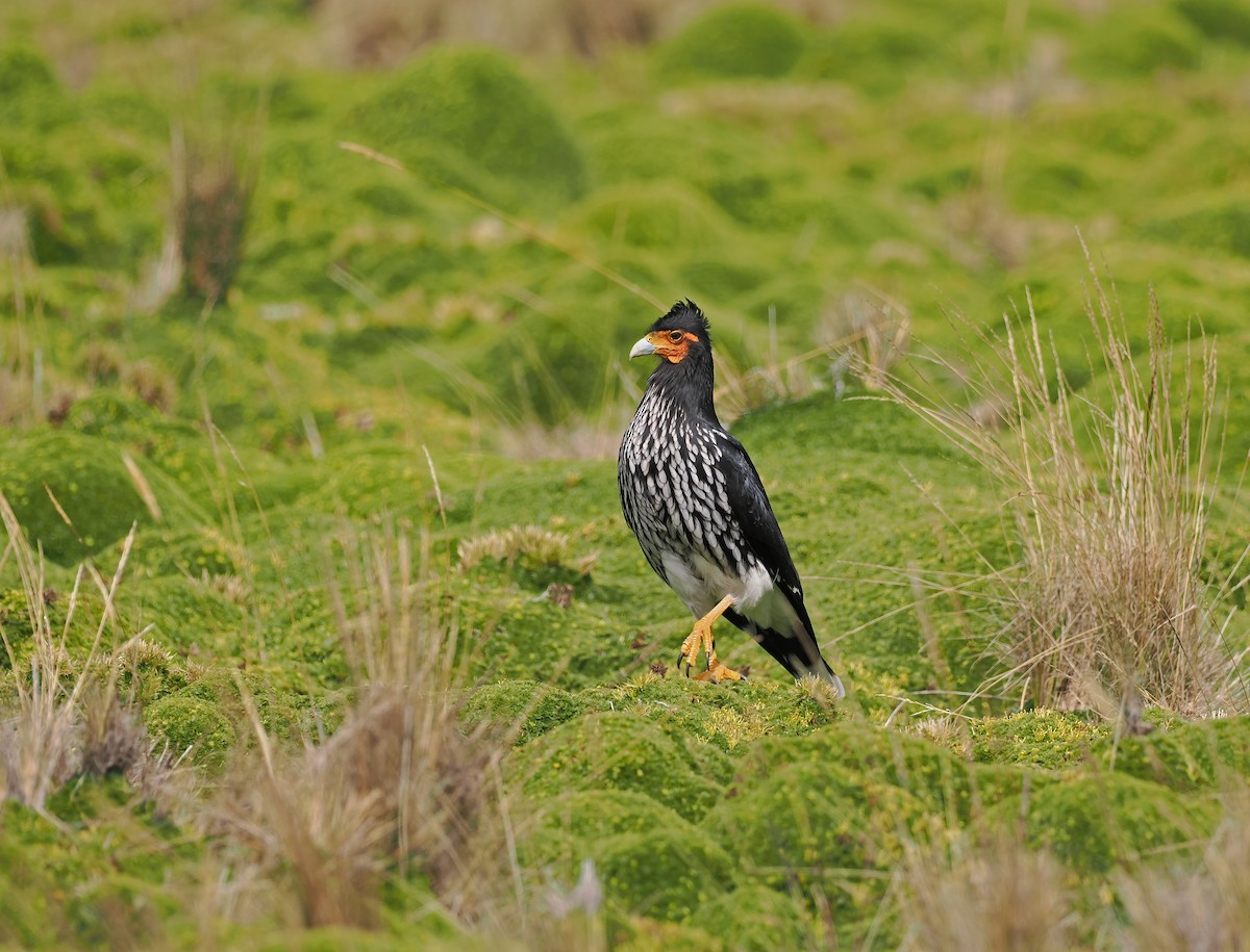 Carunculated Caracara - ML614725163