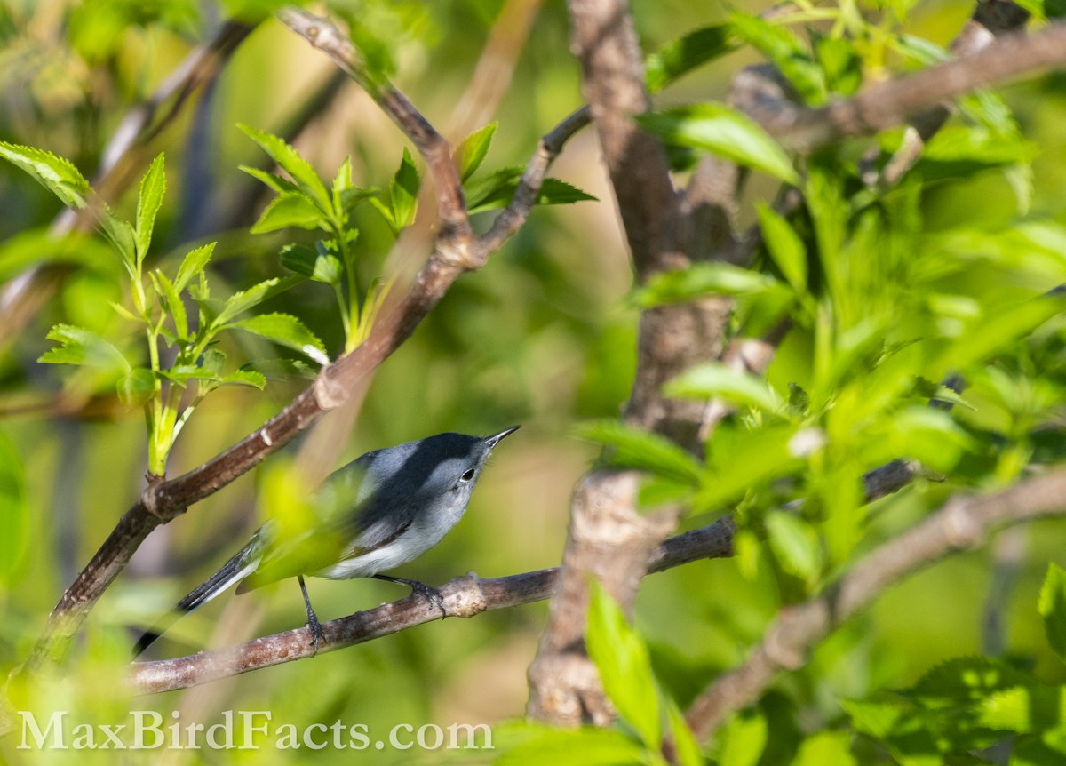 Blue-gray Gnatcatcher (caerulea) - ML614725213