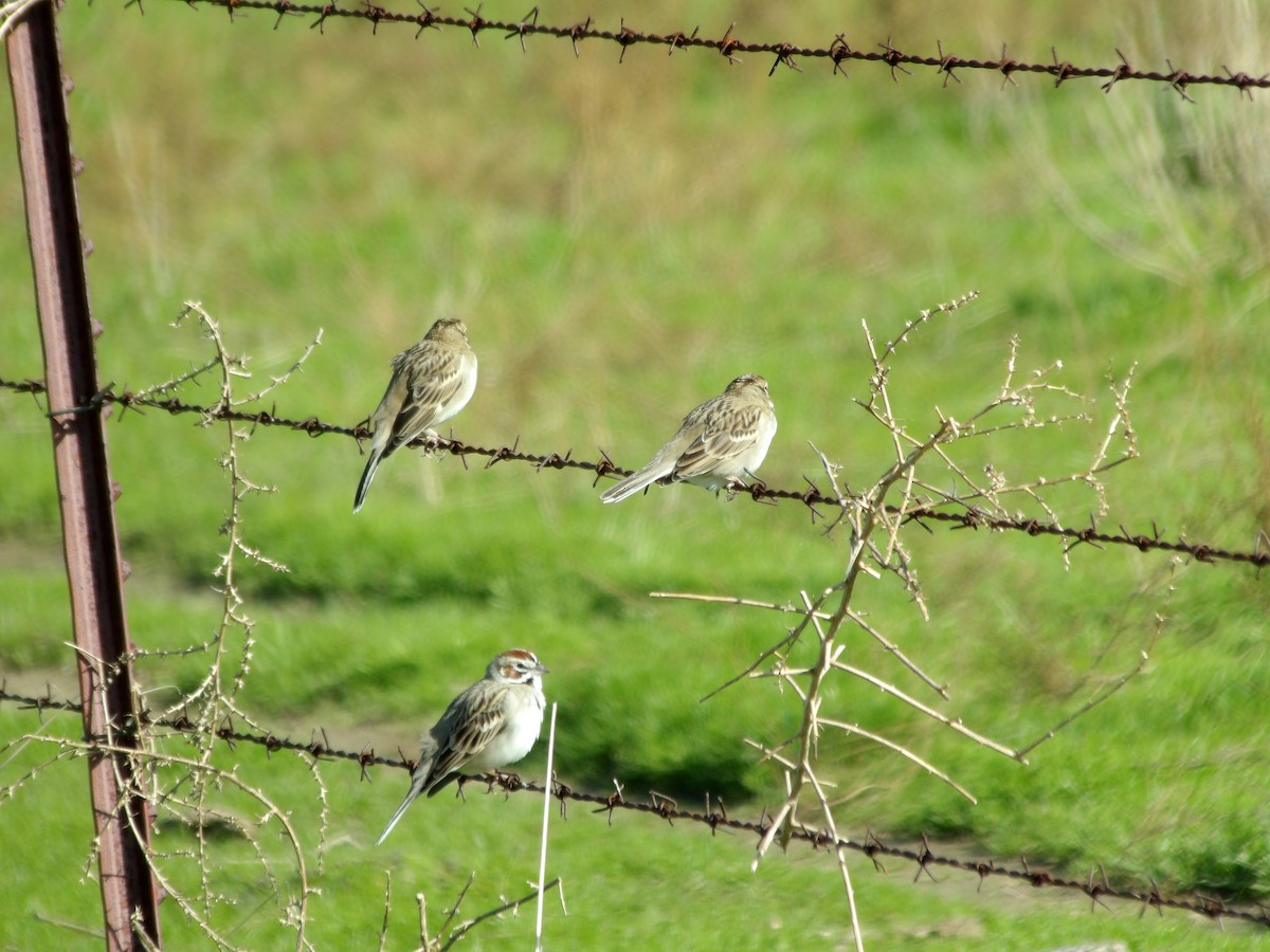 Lark Sparrow - ML614725264