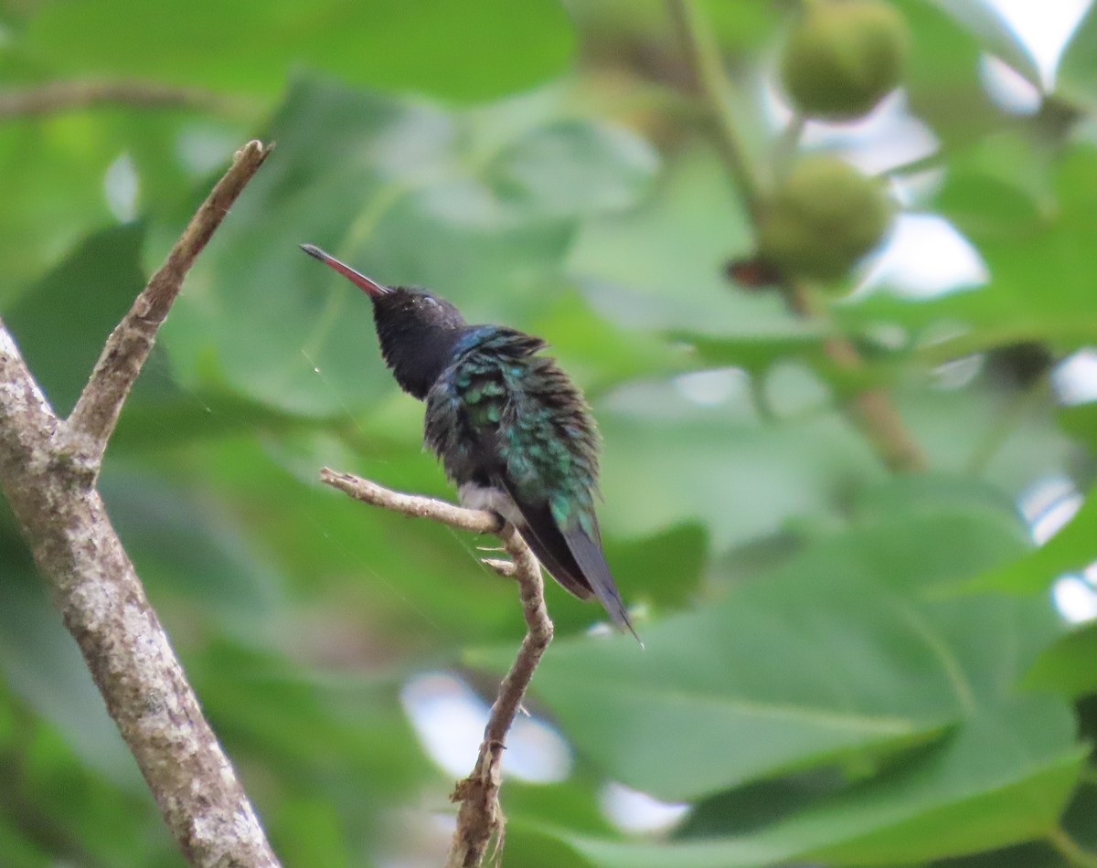 Sapphire-bellied Hummingbird - ML614725352