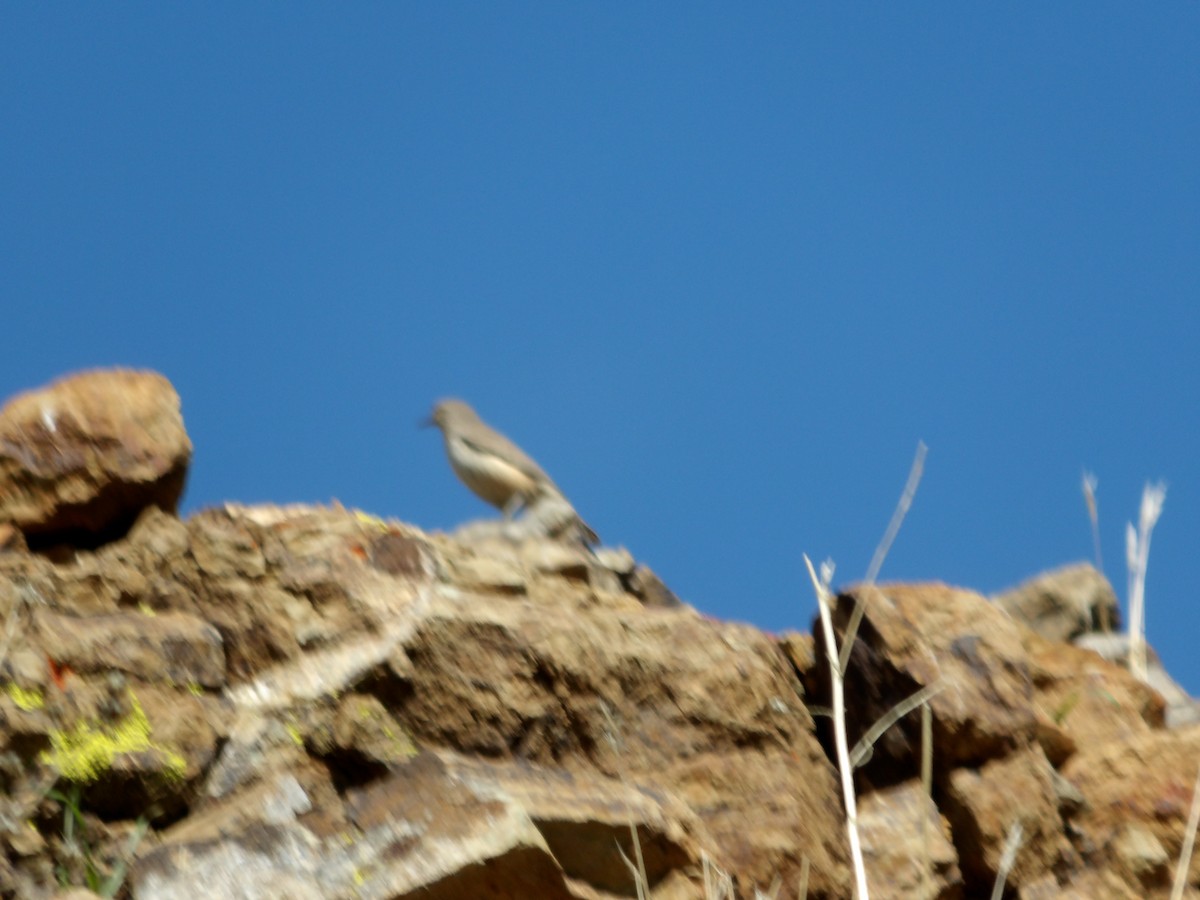 Troglodyte des rochers - ML614725353