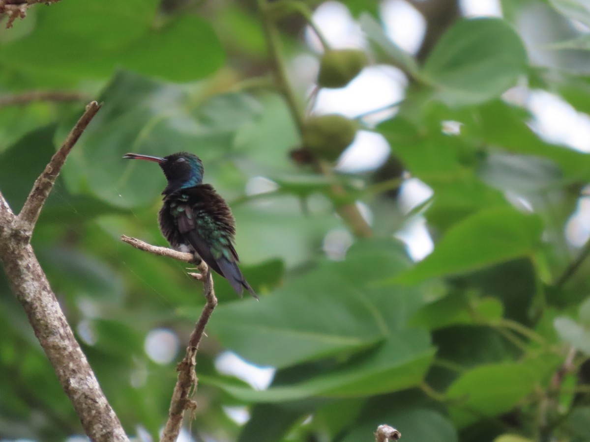 Sapphire-bellied Hummingbird - ML614725359