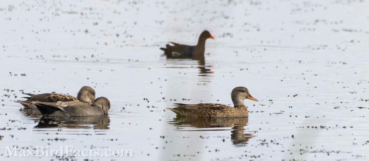 Gadwall - Maxfield Weakley