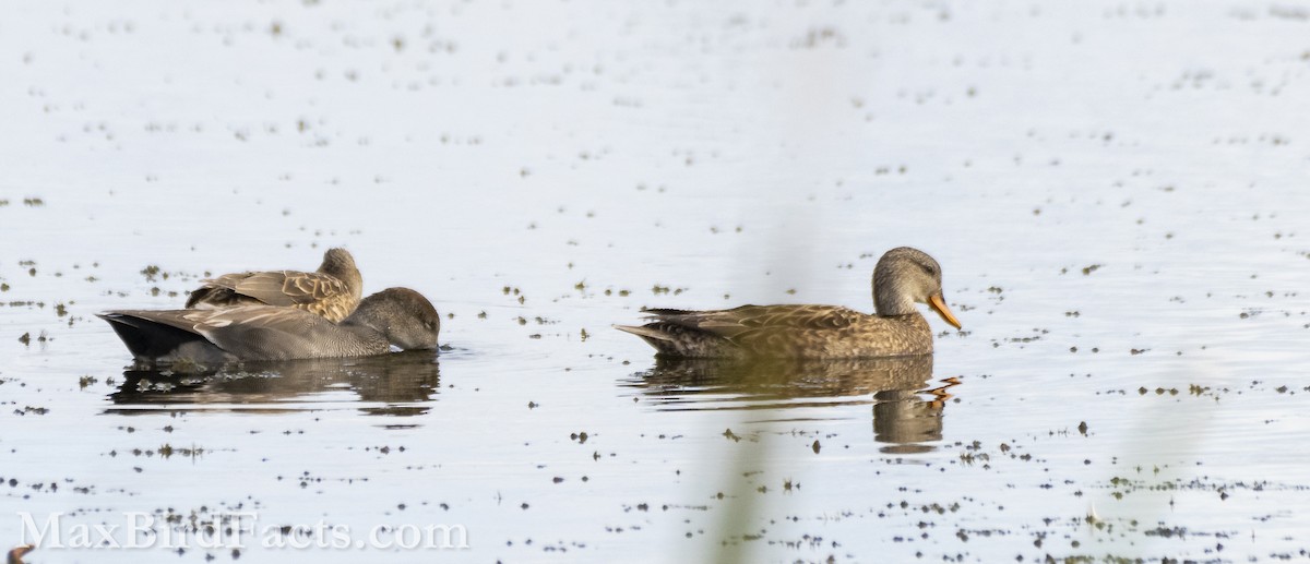 Canard chipeau - ML614725372