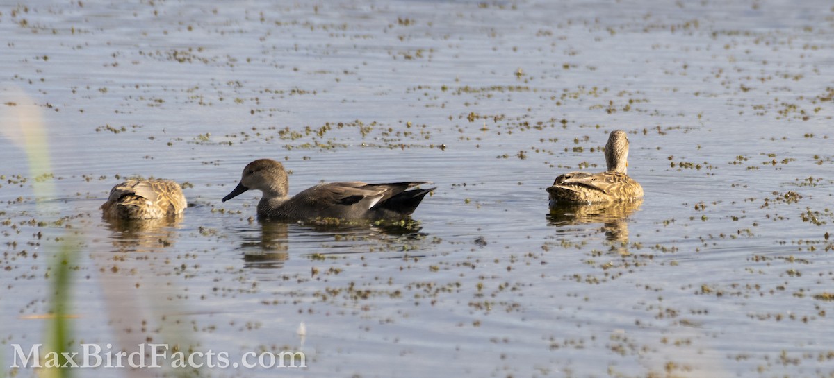 Gadwall - ML614725381