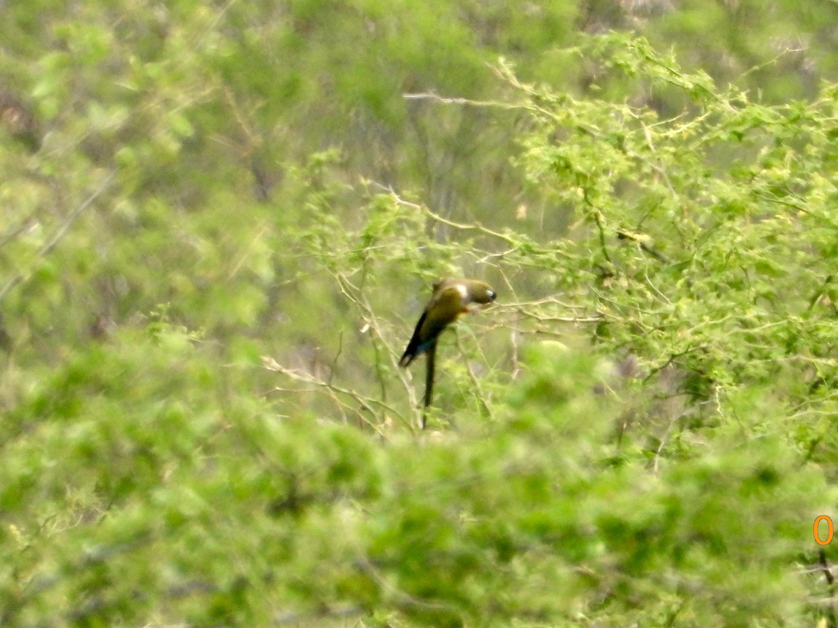 Burrowing Parakeet - Michael Carion