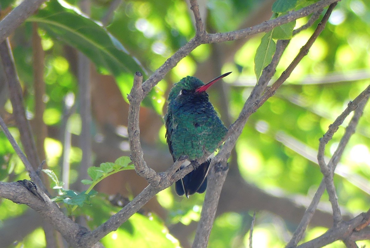 Broad-billed Hummingbird - ML614725468