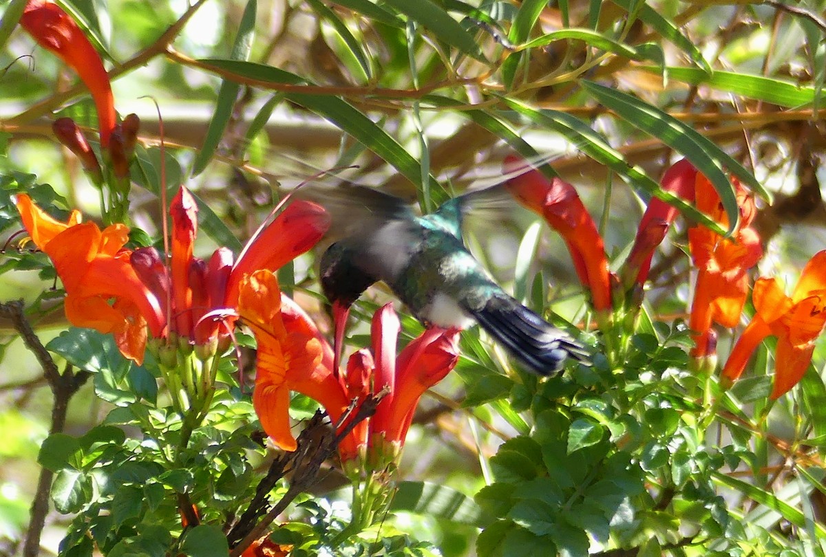 Broad-billed Hummingbird - ML614725475