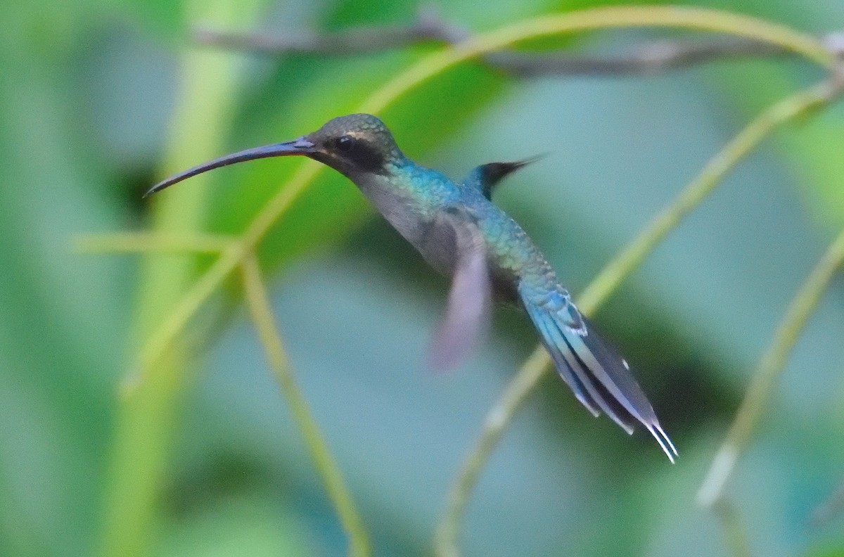 Grünschattenkolibri - ML614725478