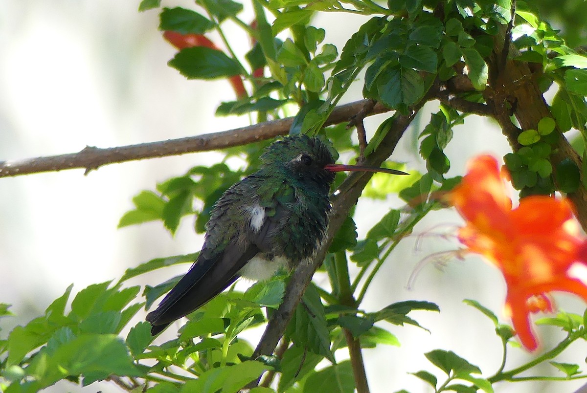 Broad-billed Hummingbird - ML614725482