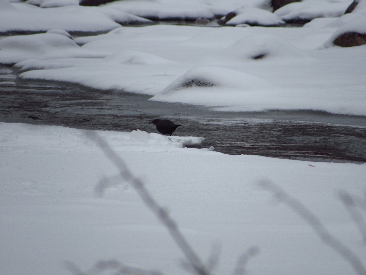 American Dipper - ML614725566