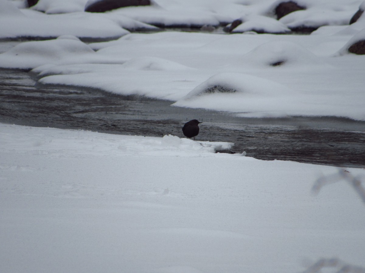 American Dipper - Eric Ray