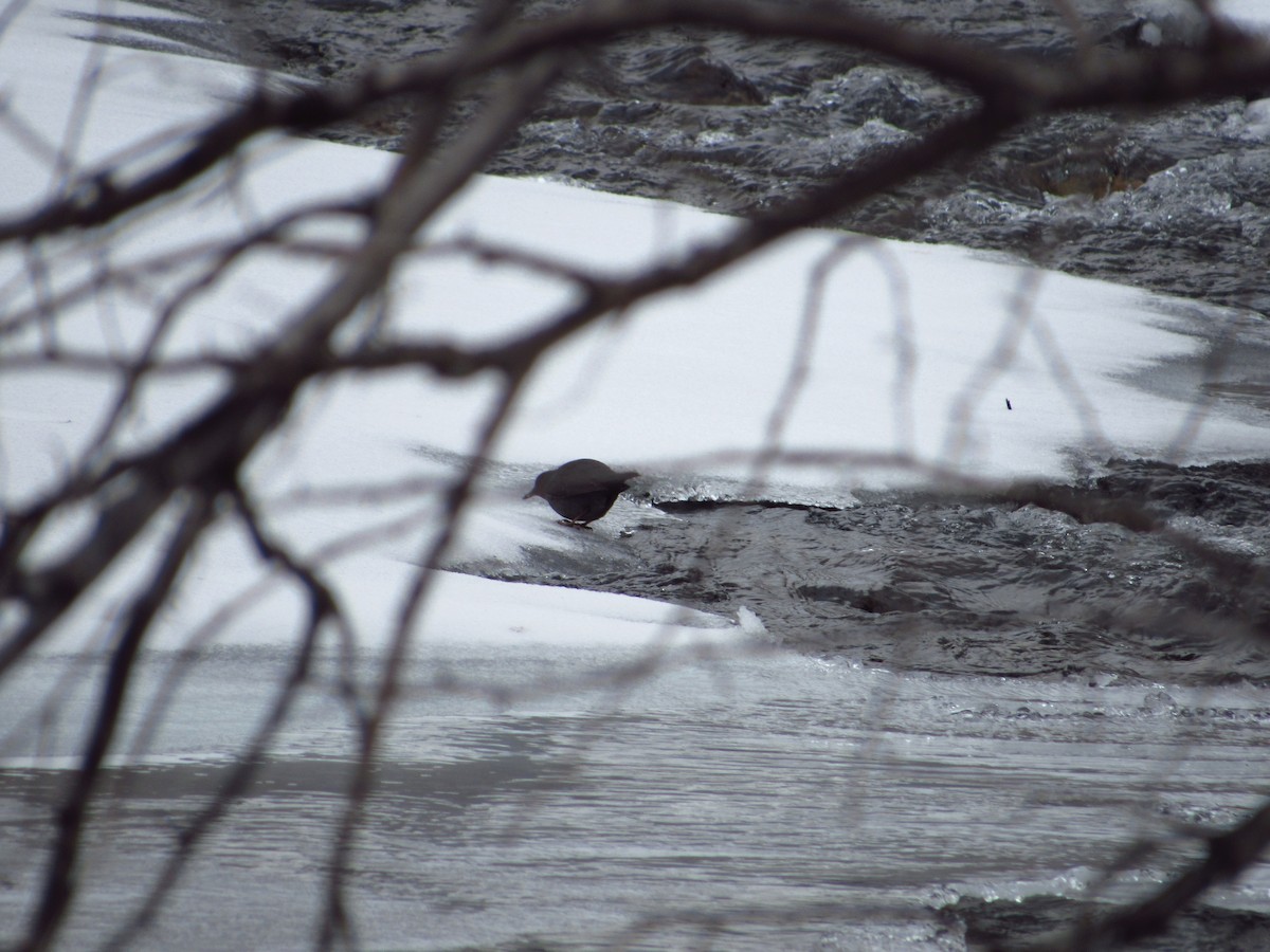 American Dipper - Eric Ray