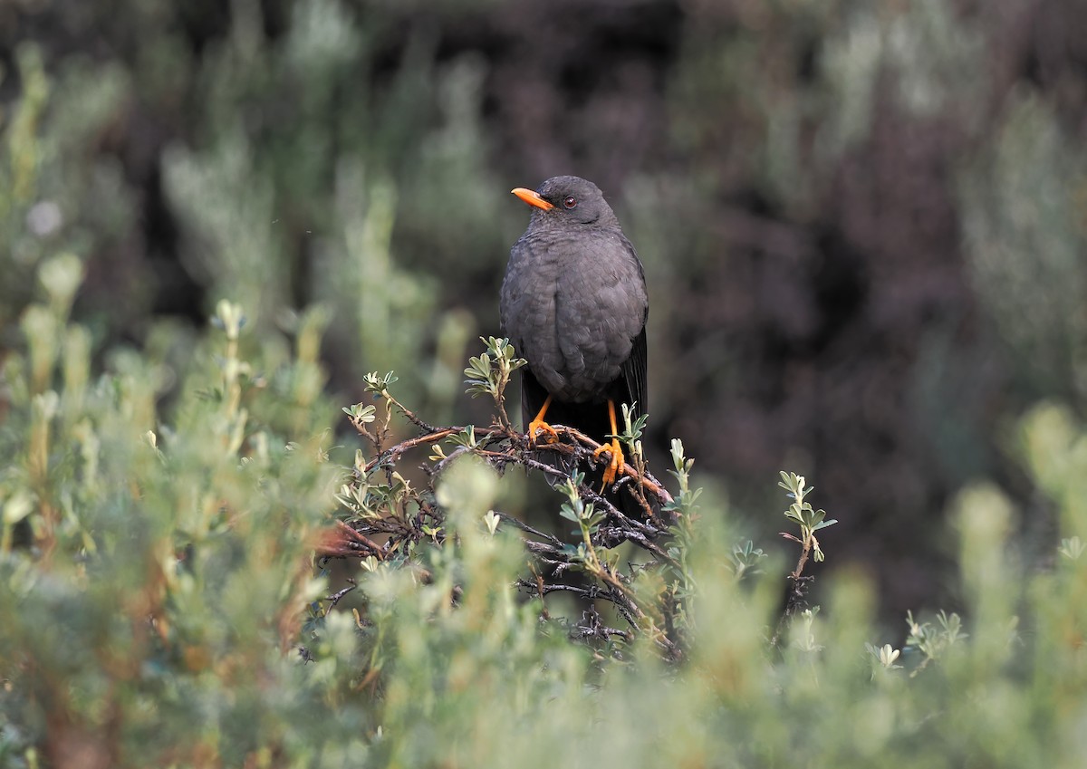 Great Thrush - ML614725571