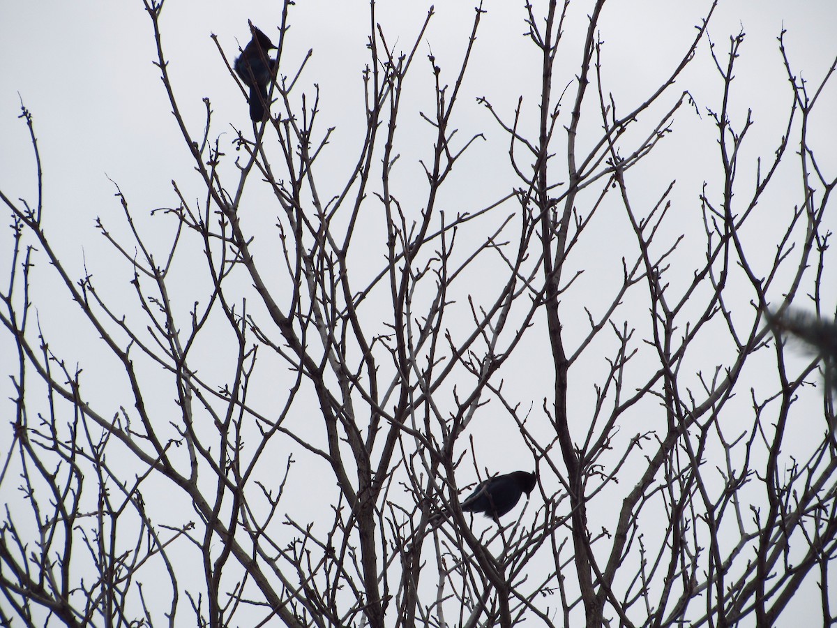 Steller's Jay - ML614725574