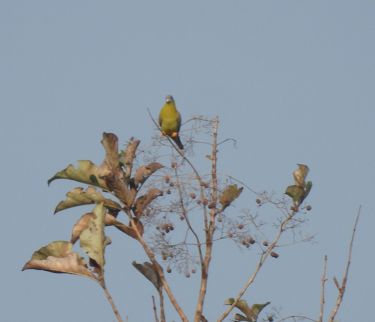 Yellow-footed Green-Pigeon - ML614725589