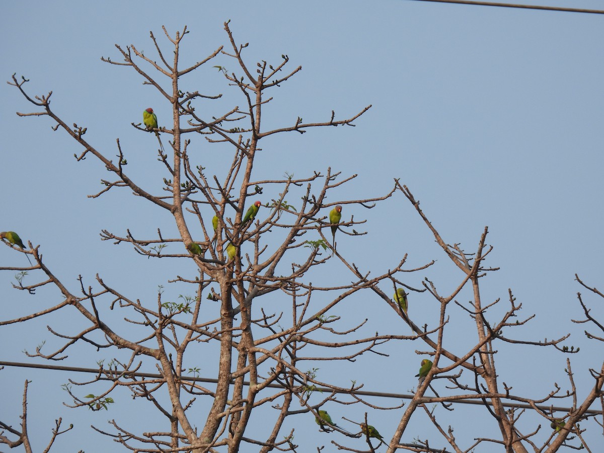 Plum-headed Parakeet - ML614725623