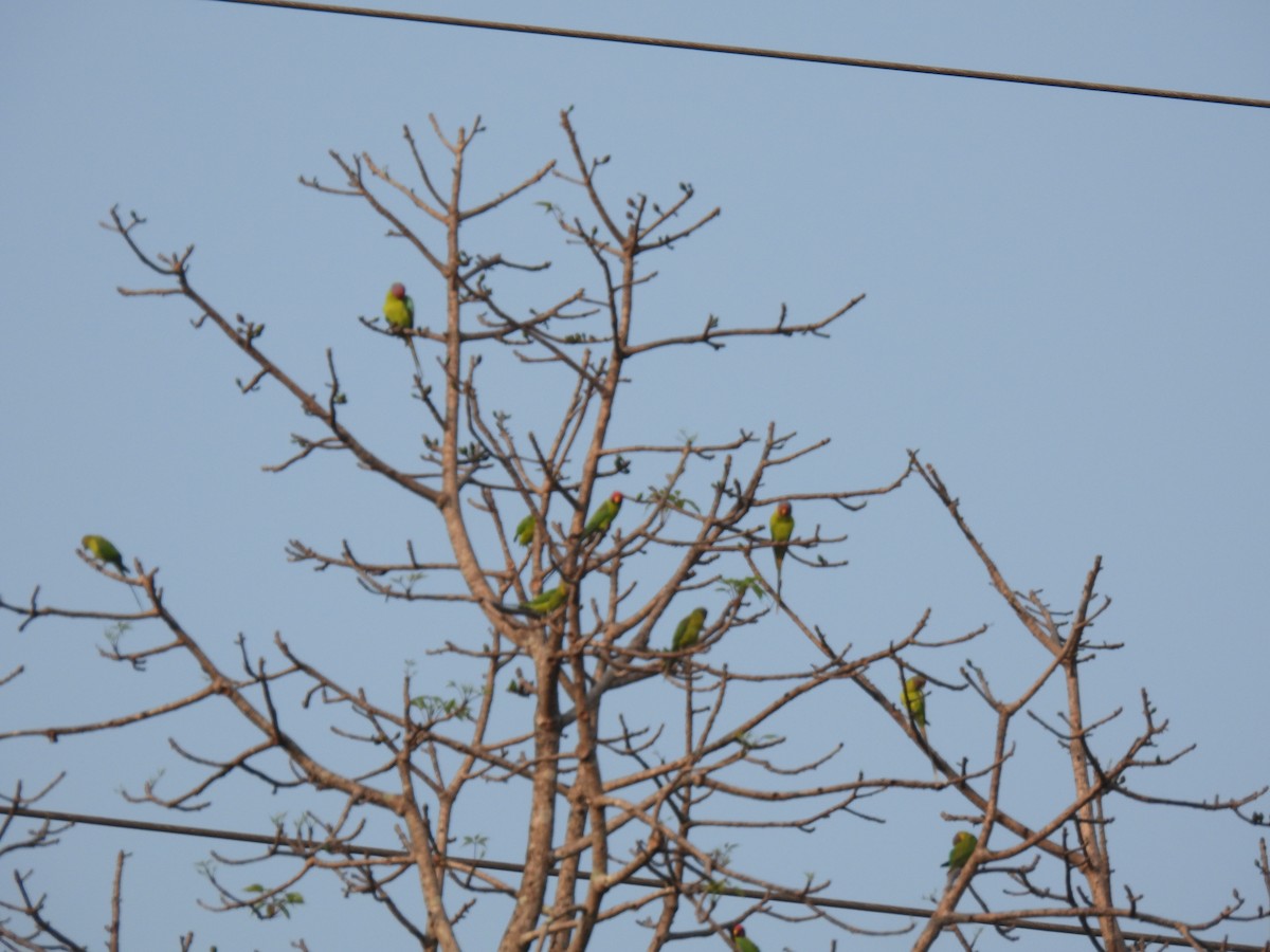Plum-headed Parakeet - ML614725629
