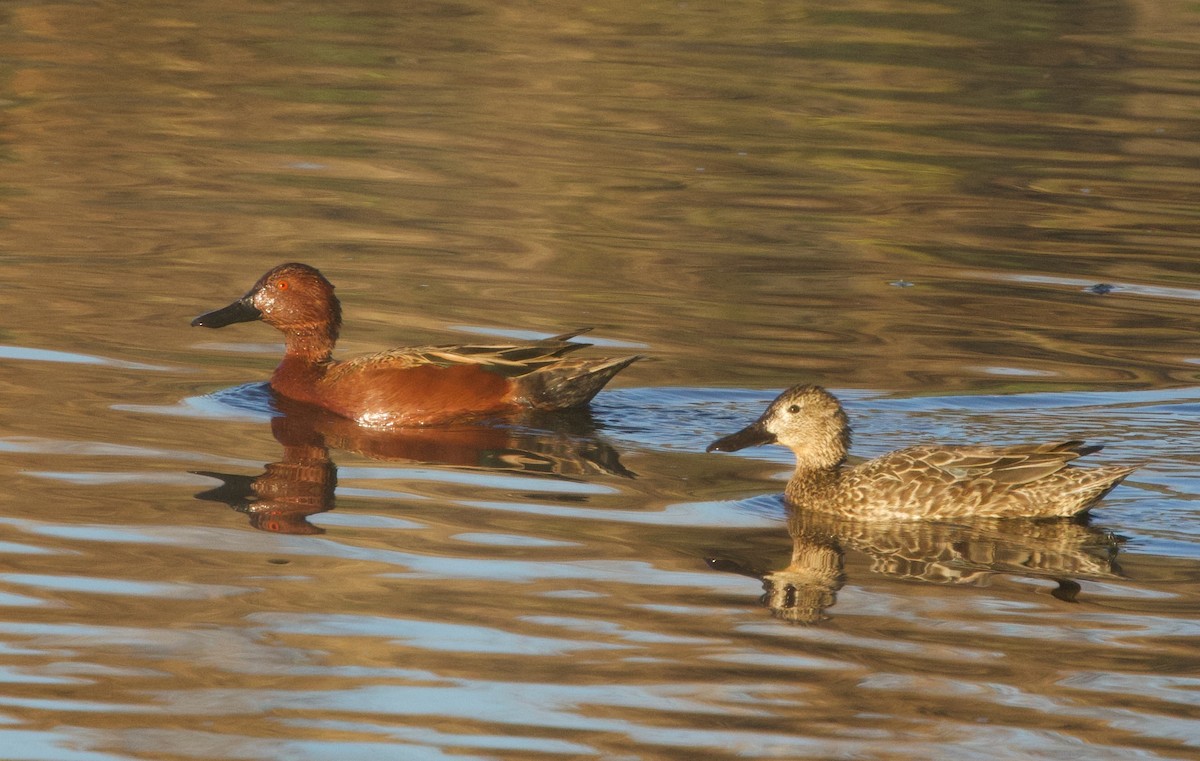 Cinnamon Teal - Pair of Wing-Nuts