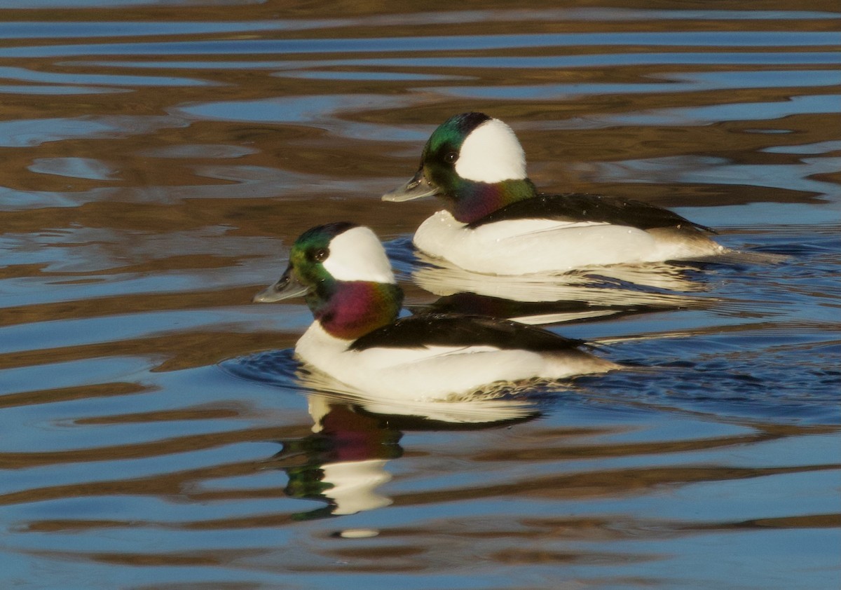 Bufflehead - ML614725761