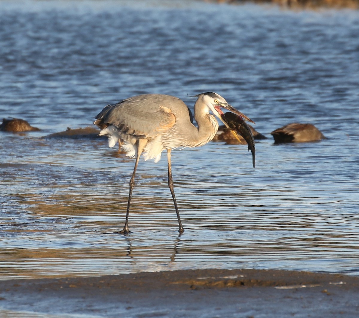 Garza Azulada - ML614725771