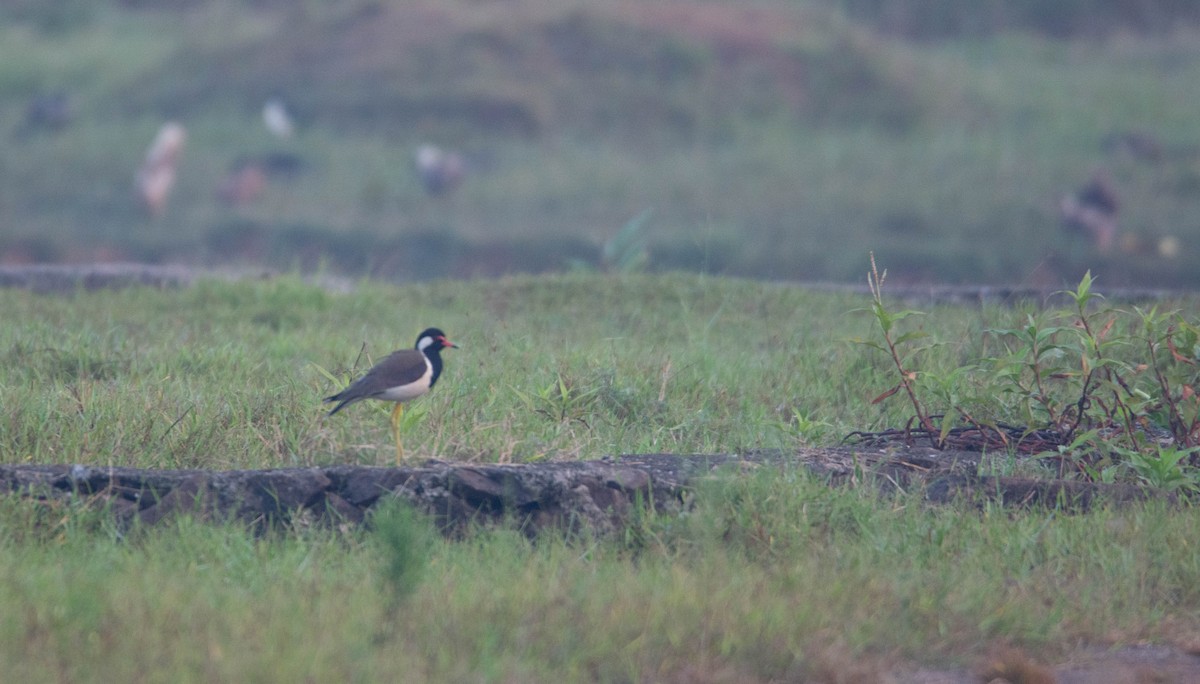 Red-wattled Lapwing - ML614725773