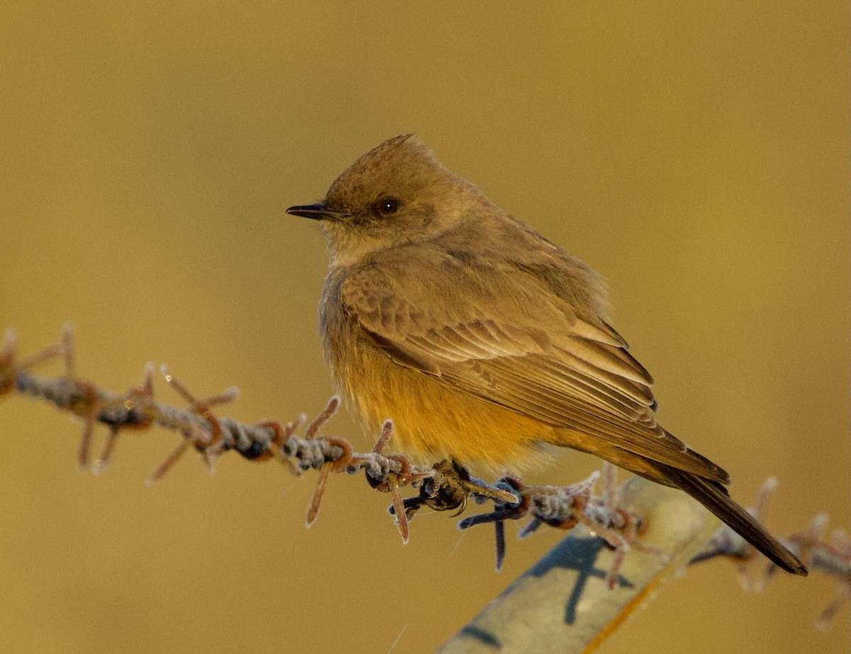 Say's Phoebe - Pair of Wing-Nuts