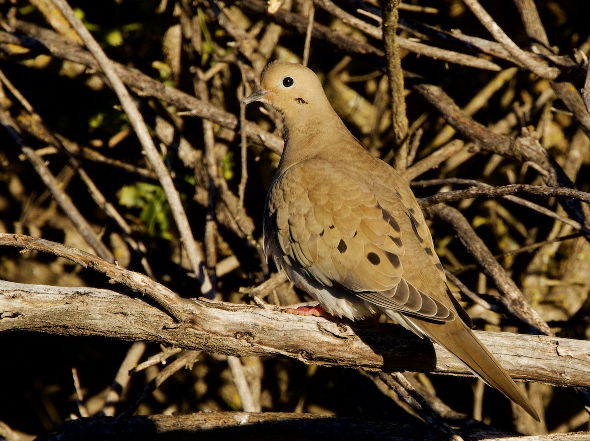 Mourning Dove - Pair of Wing-Nuts
