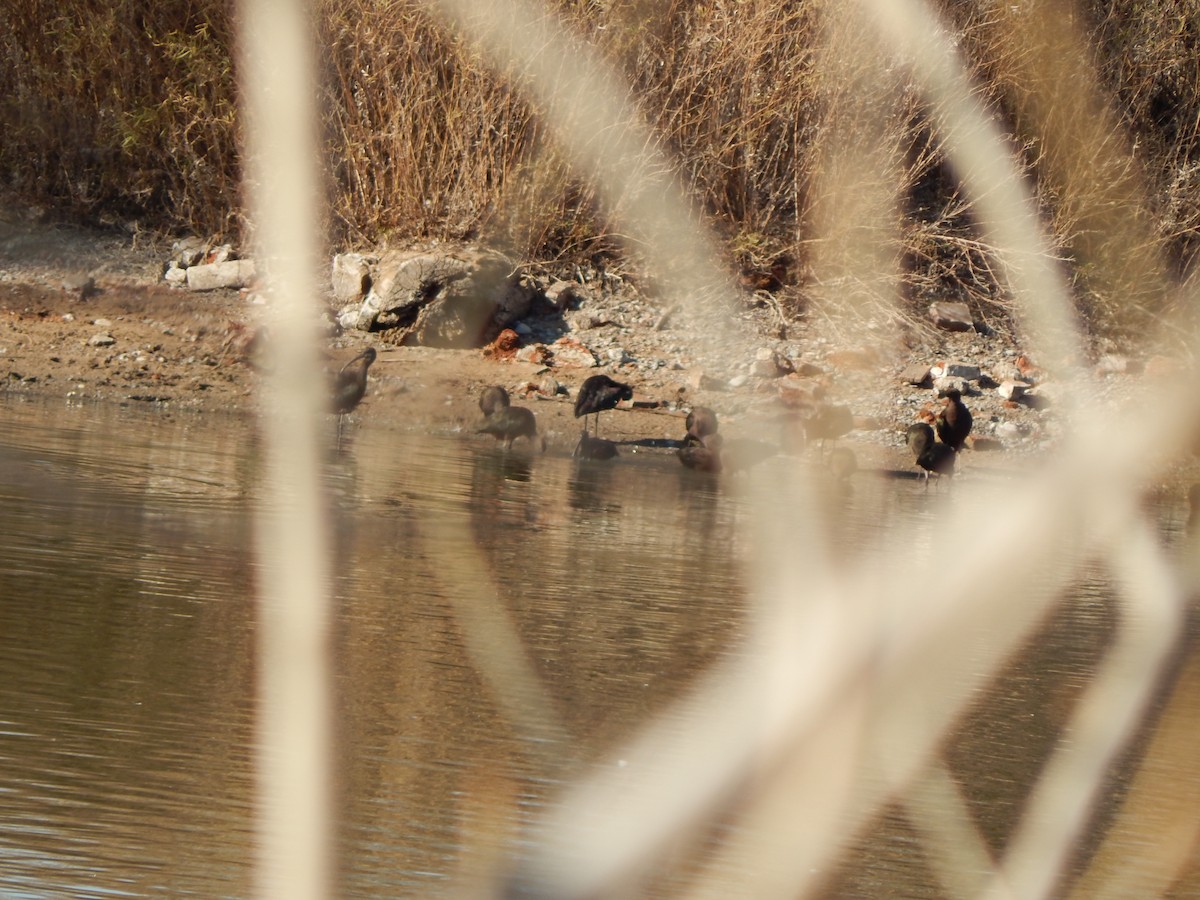 White-faced Ibis - ML614725832