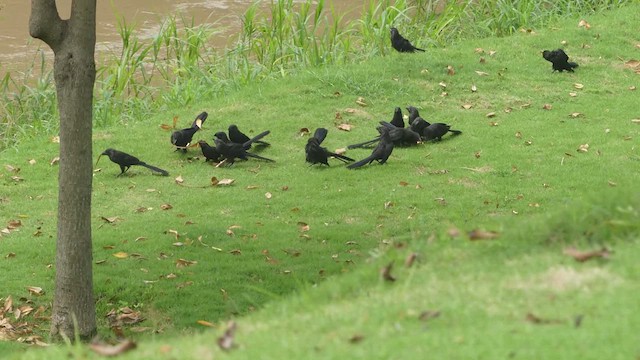 Smooth-billed Ani - ML614725862