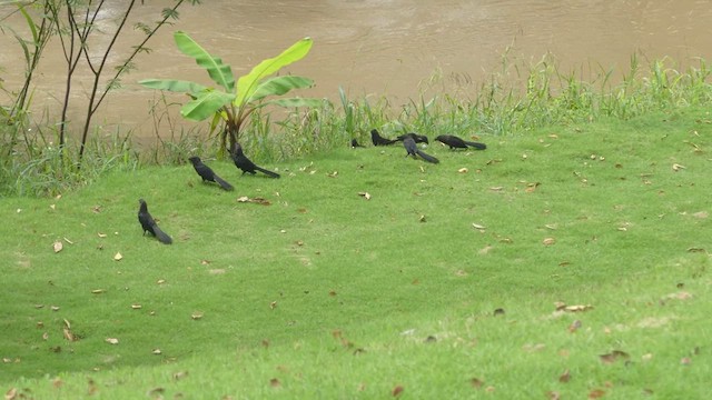 Smooth-billed Ani - ML614725888