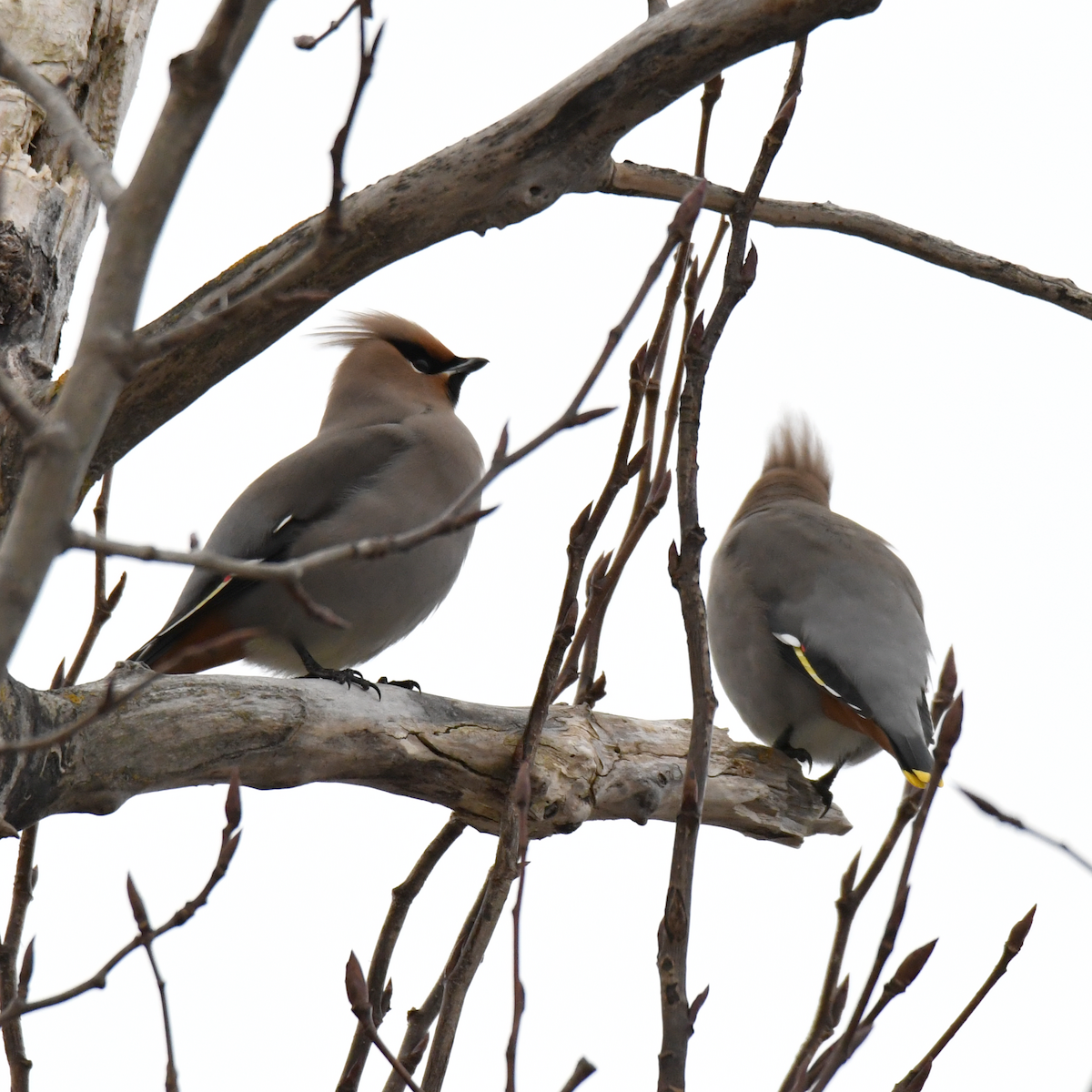 Bohemian Waxwing - ML614725894