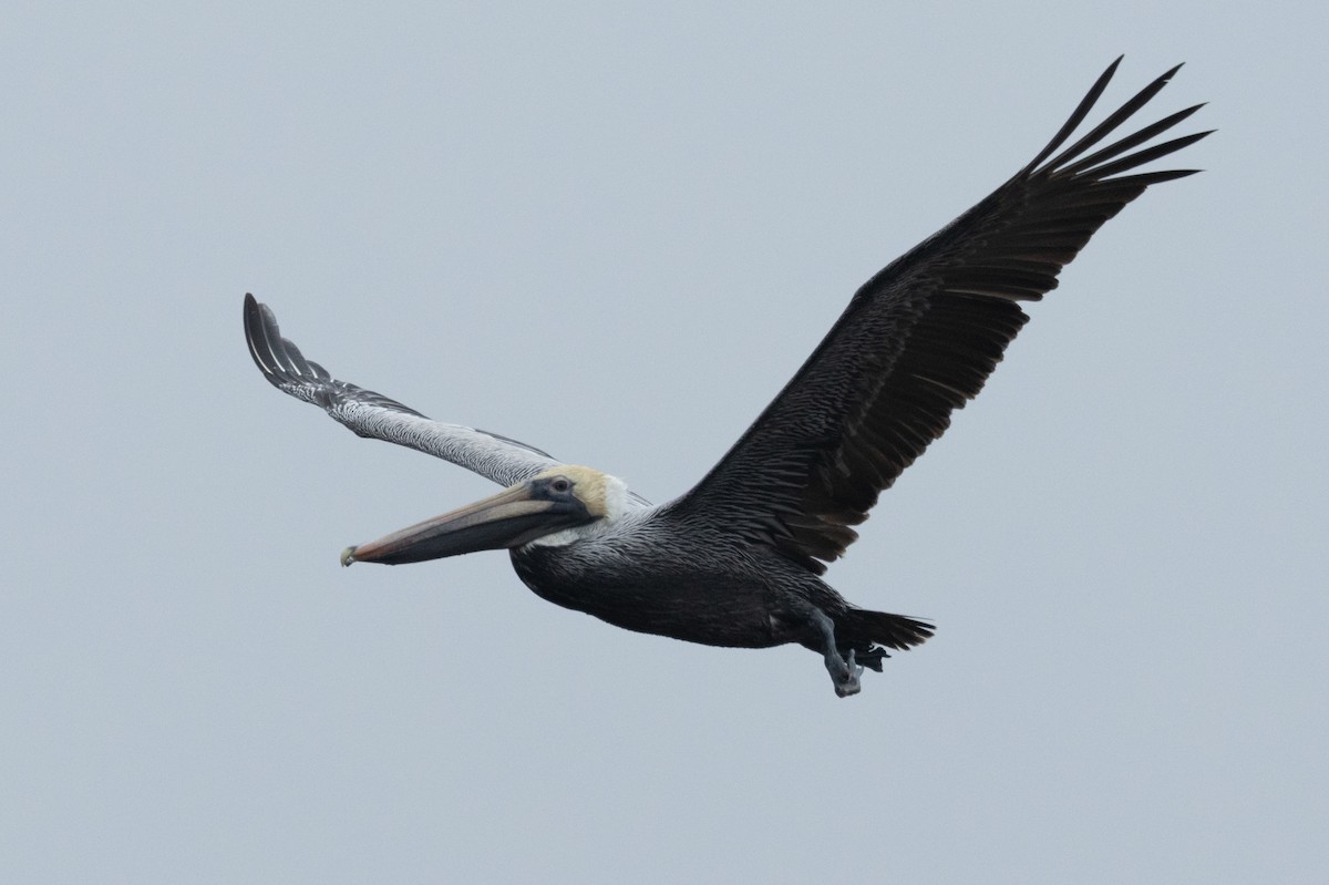 Brown Pelican - ML614725895