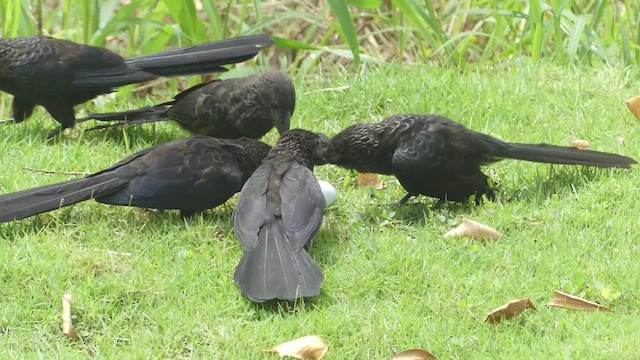 Smooth-billed Ani - ML614725907