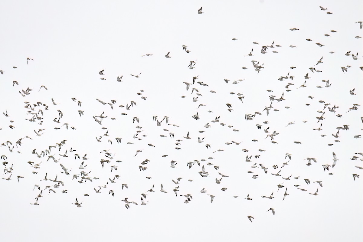 Snow Bunting - Joseph Langlois